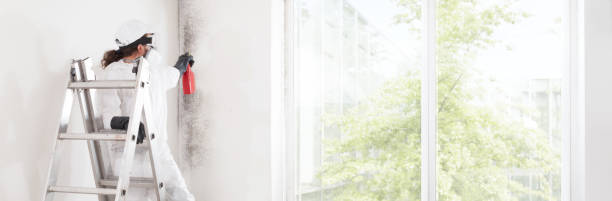 Best Environmental Consulting for Mold Prevention  in Bosque Farms, NM